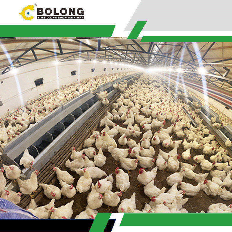 chicken Egg Retrieval System supplier